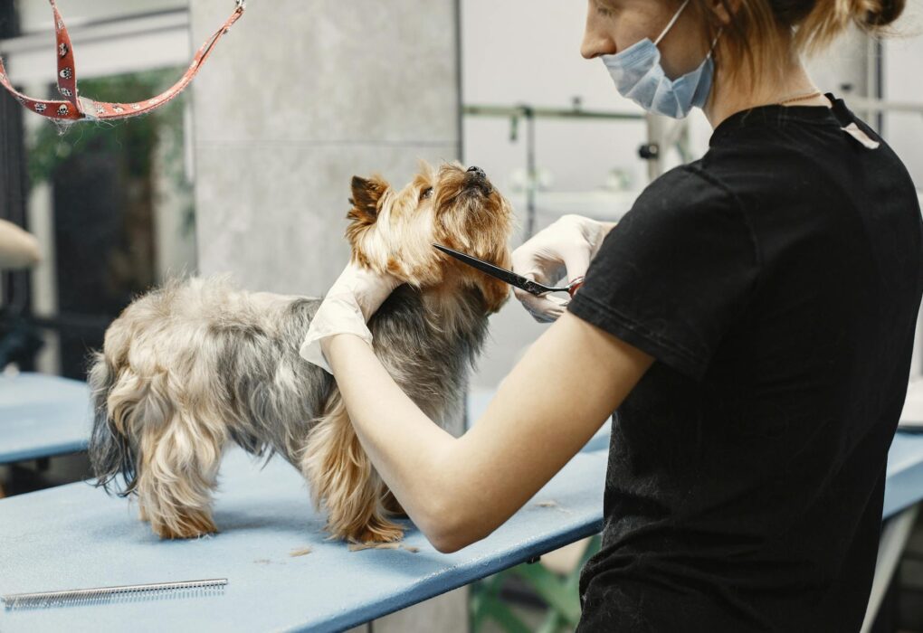 Profesionaliai iškirptas šuo vasaros metu lauke saulėtą dieną